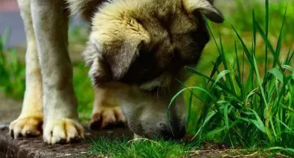 Understanding Why Your Dog Suddenly Eats Grass Like Crazy