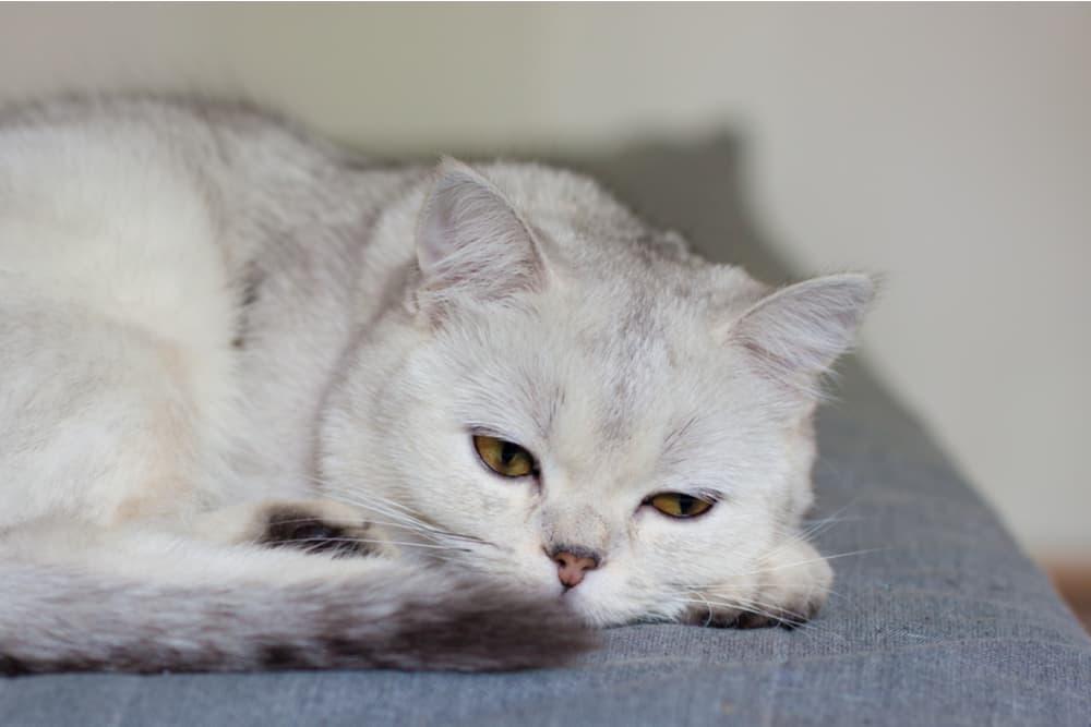Can Cats Have Lyme Disease