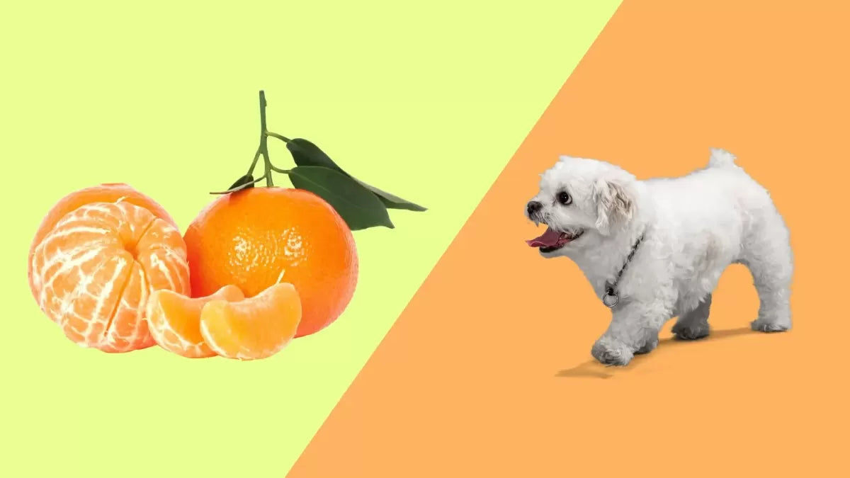 Can Dogs Eat Mandarins?