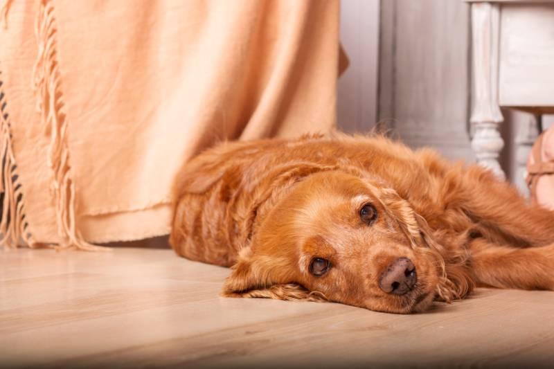Soft Tissue Sarcoma in Dogs