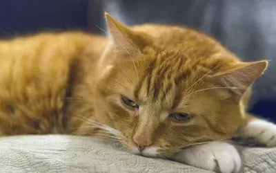 Coccidia in Cats: Understanding the Tiny Yet Troublesome Parasites