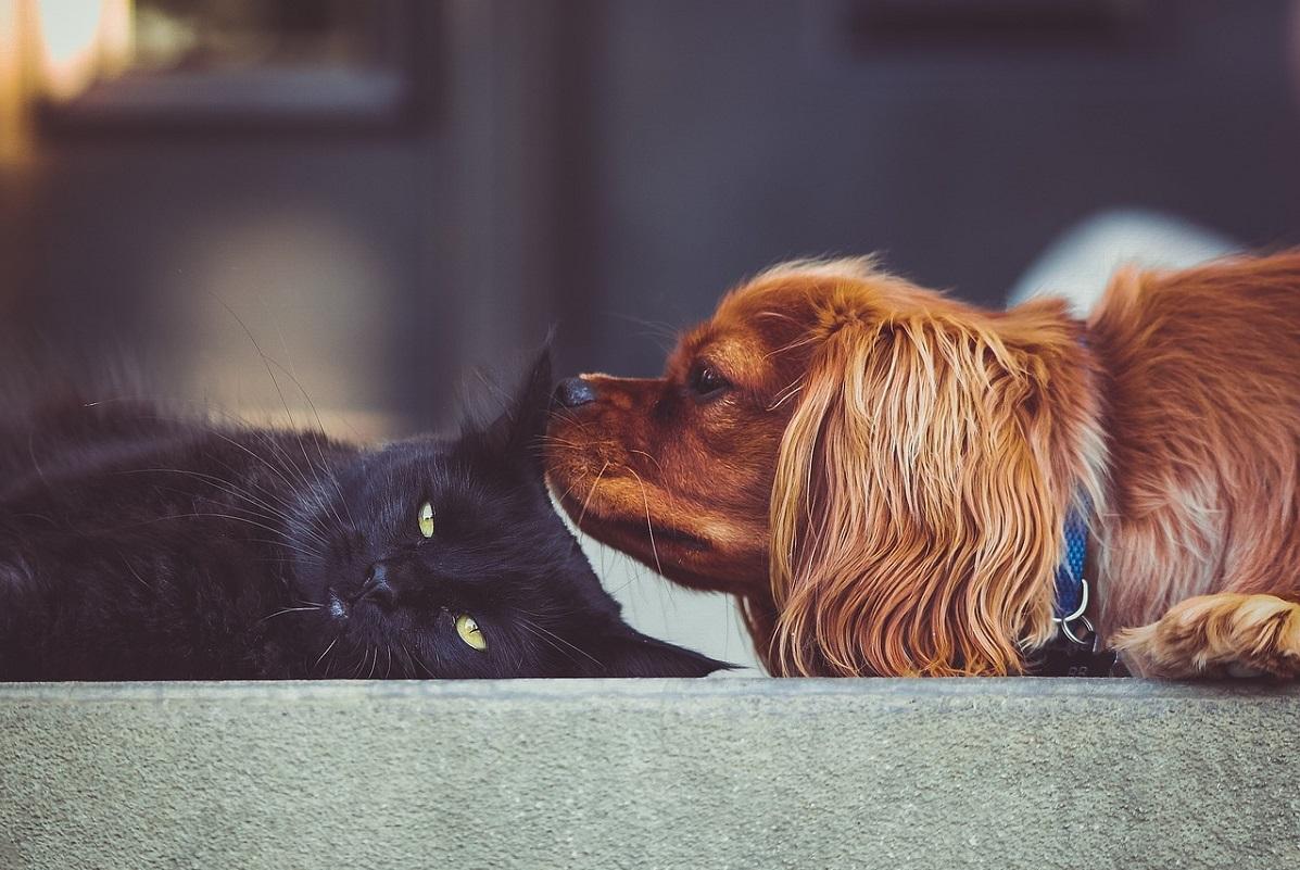 Can Dogs Be Allergic to Cats