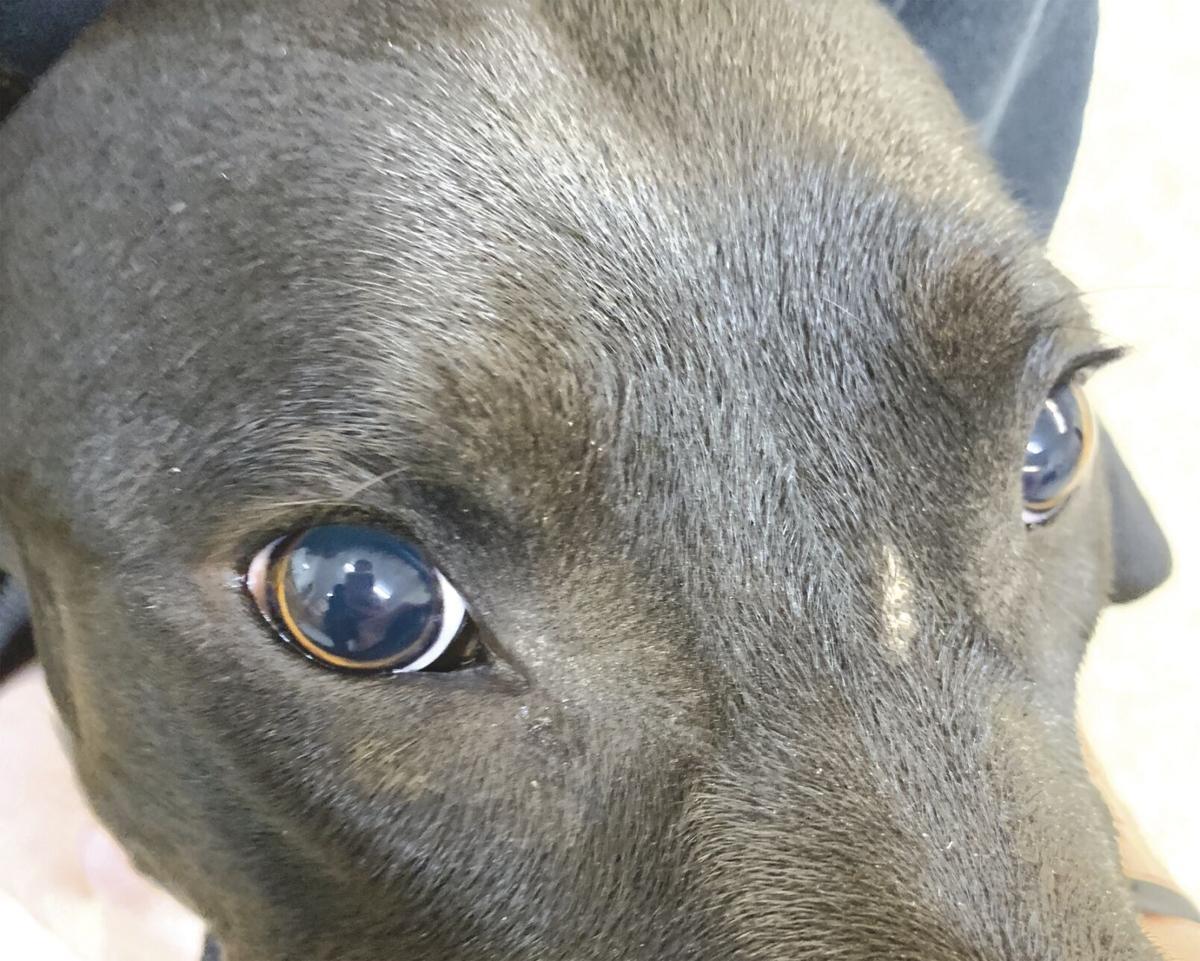 Can Baclofen Cause Blindness in Dogs