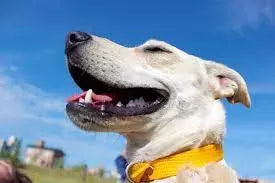 Coughing in Dogs