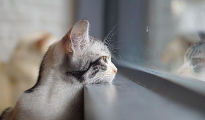 Do Cats Think