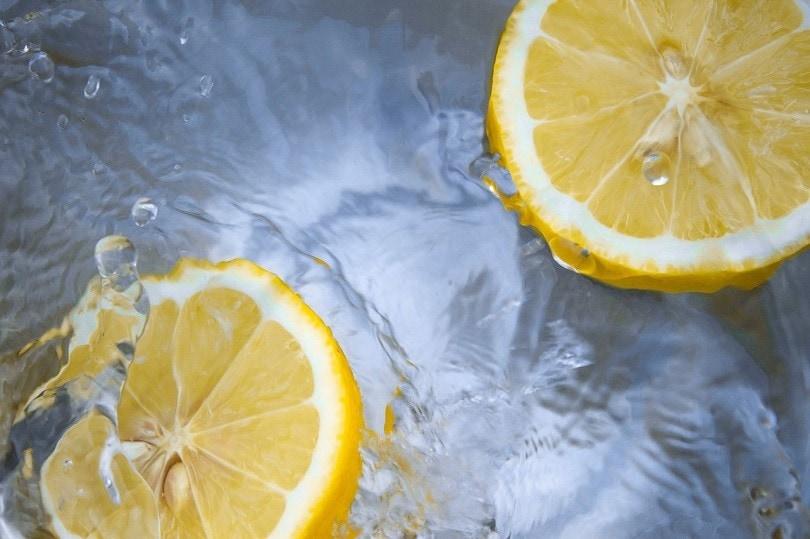 Can Dogs Drink Lemon Water