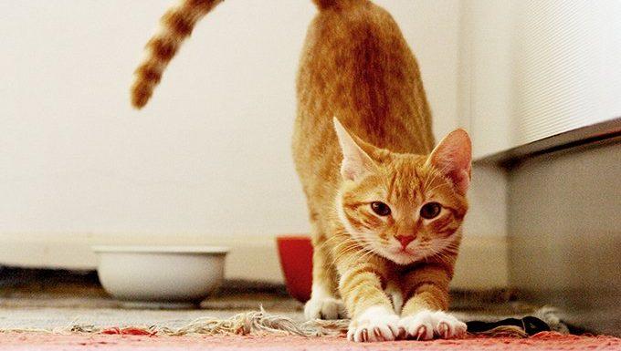 How Do Male Cats Act When in Heat