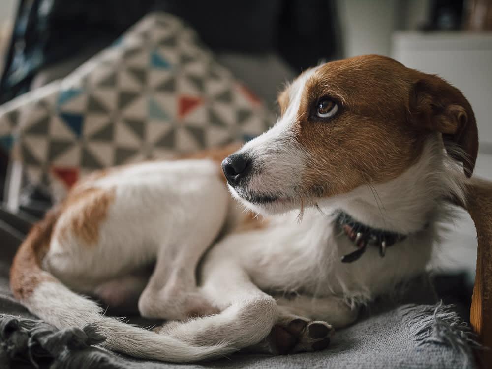 Paraphimosis in Dogs