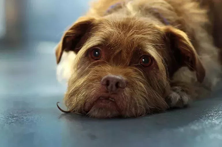 Lytic Lesion in Young Female Dogs