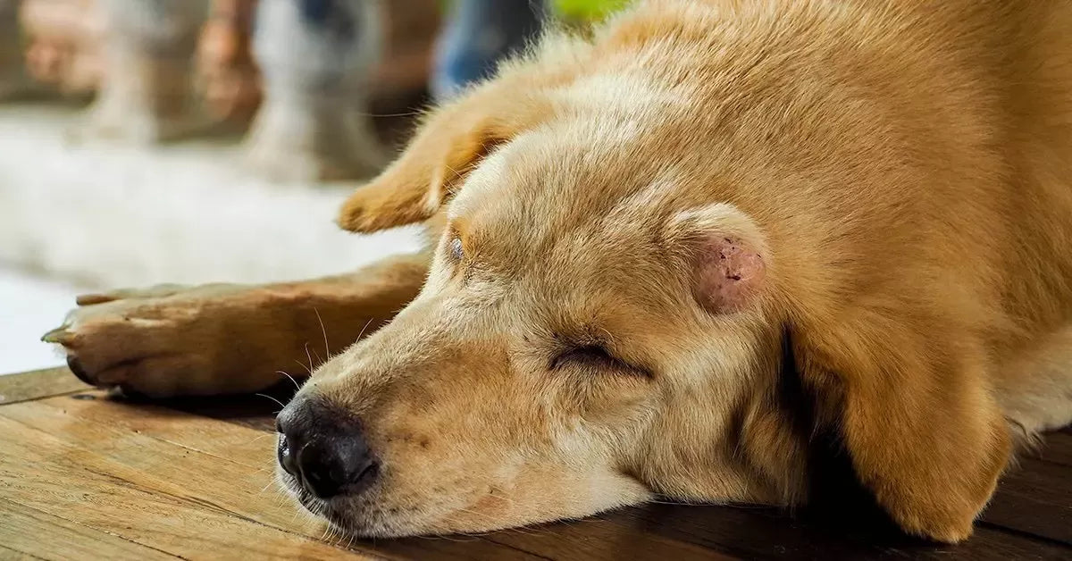 Mast Cell Tumor in Dogs