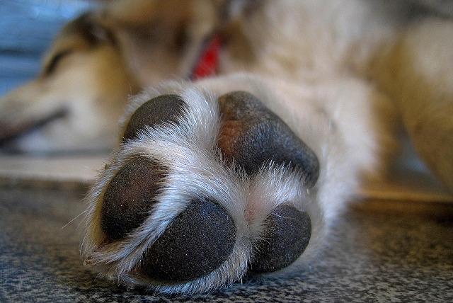 Bruised Dog Paw