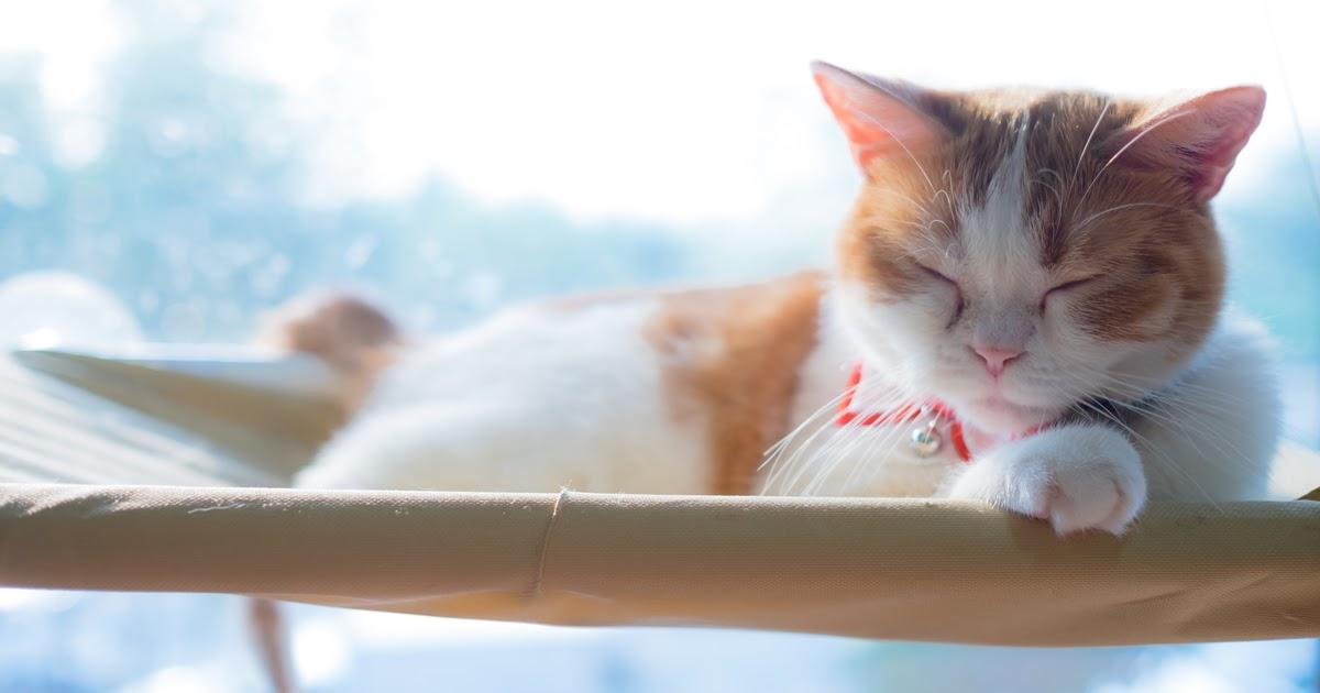 How to Care For A Diabetic Senior Cat At Home
