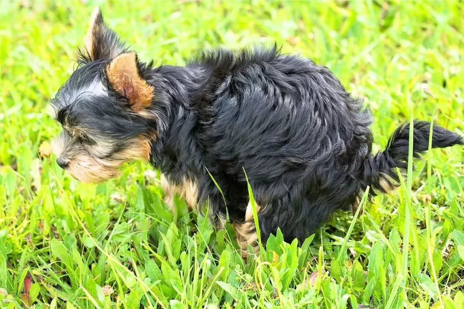 Slime in Dog Poop: Causes, Colors, and When to Worry