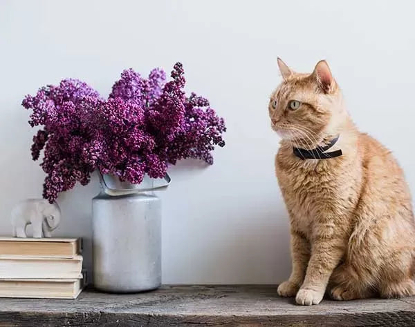Are Lilacs Poisonous to Cats?