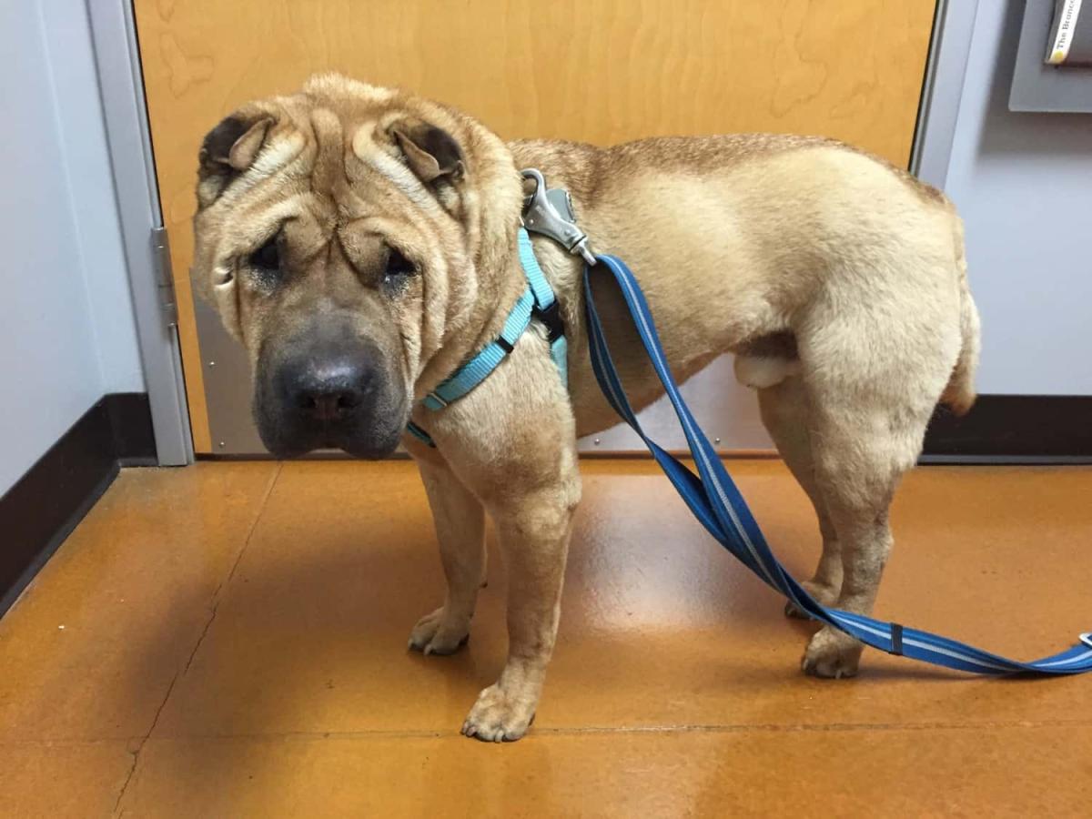 How to Treat Discospondylitis in Dogs