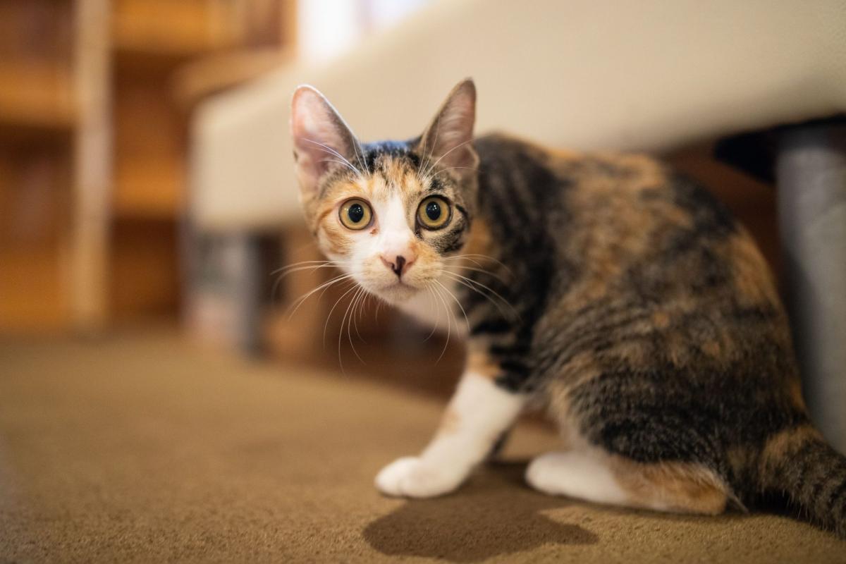 Why Is My Cat Always Trepidatious with Me​