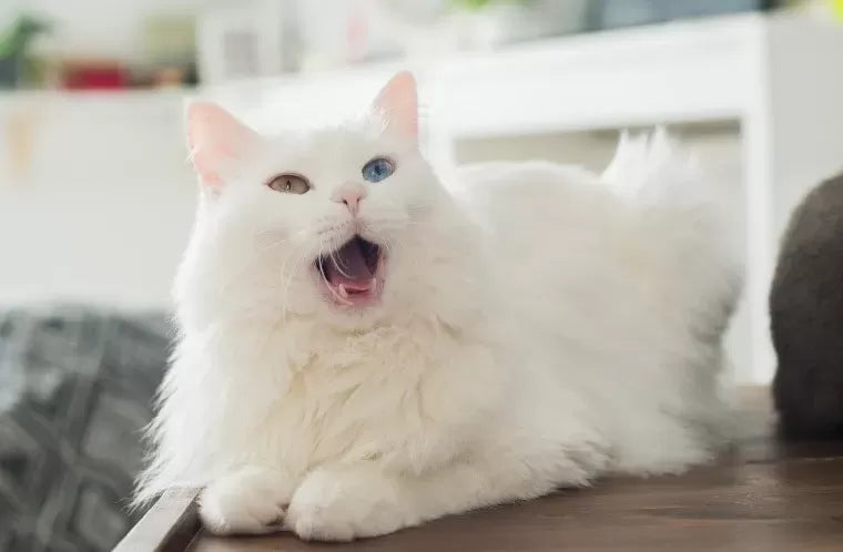 Can Cats Get Hiccups
