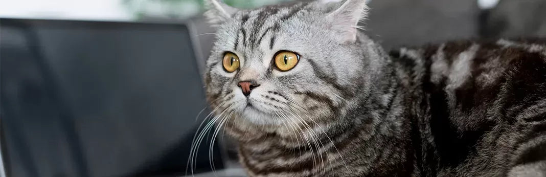 How Long Can a Cat Go Without Peeing