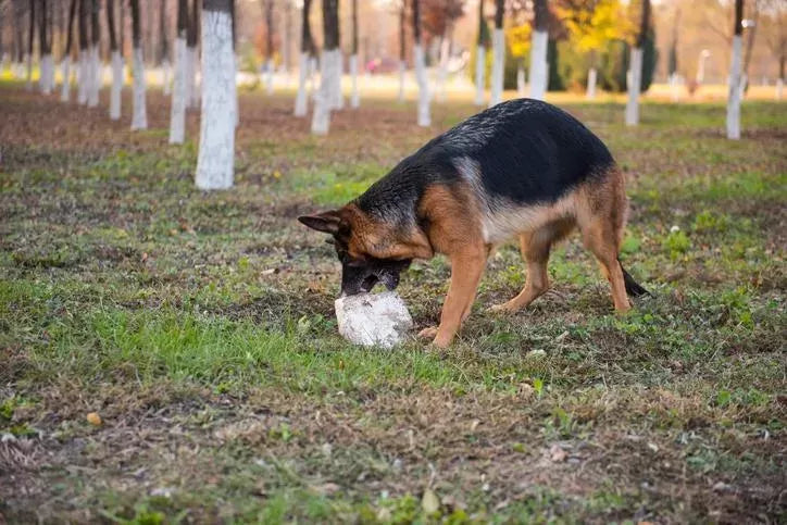 Why Do Dogs Eat Rocks