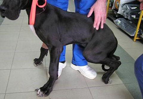 Wobbler Syndrome in Dogs: A Comprehensive Guide