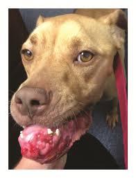 Squamous Cell Carcinoma in Dogs​: An In-Depth Guide