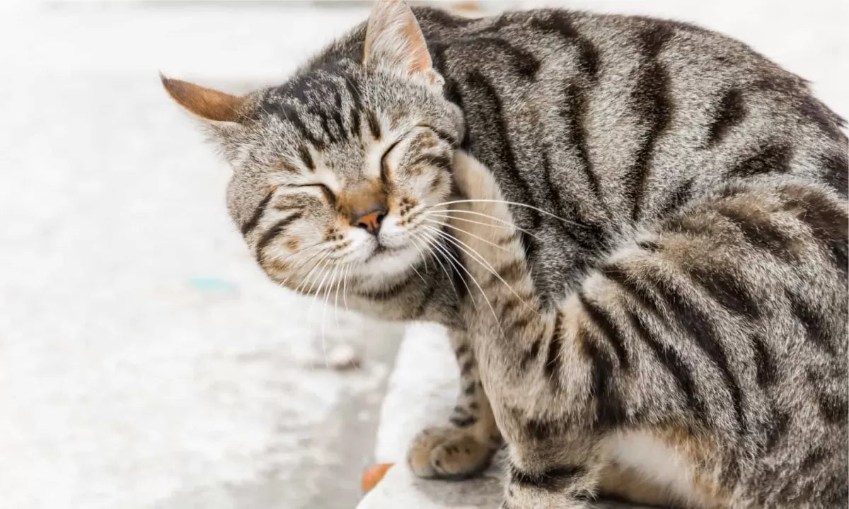 What To Do About Cat Dandruff