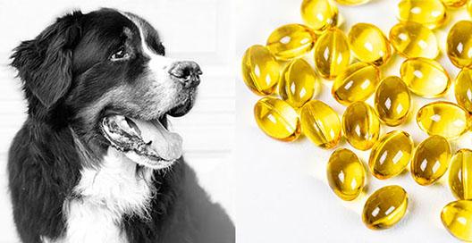 I Almost Killed My Dog with Fish Oil (Decoding Fish Oil)
