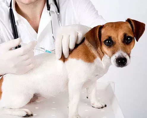 The Significance of Distemper Vaccines: Safeguarding Canine and Feline Health