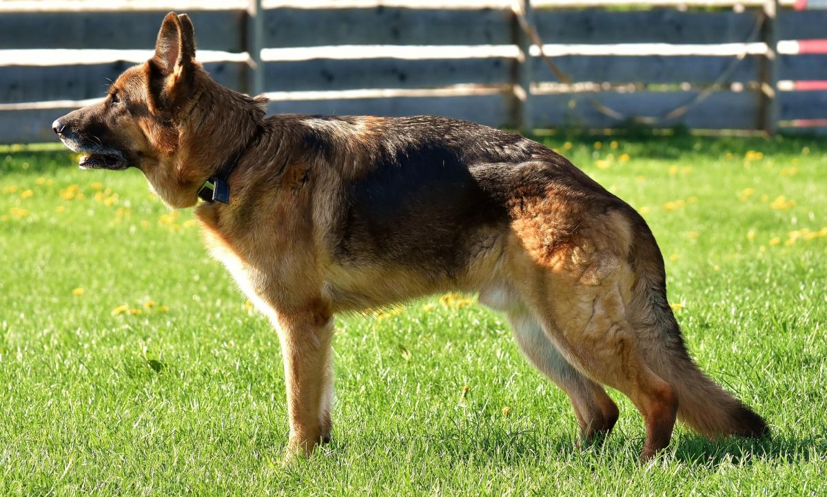 Hip Displacement in Dogs​