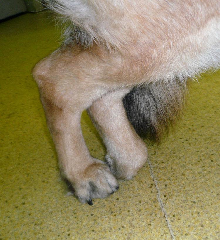 Canine Degenerative Myelopathy