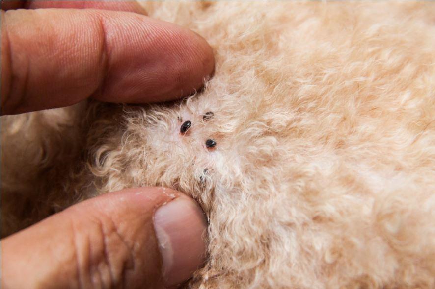 Do Dogs Get Fleas In The Winter
