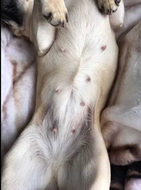 Is My Dog Pregnant​