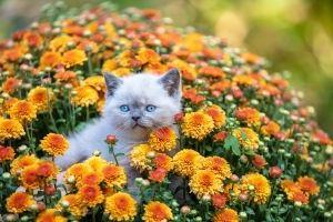 Are Chrysanthemums Toxic to Cats
