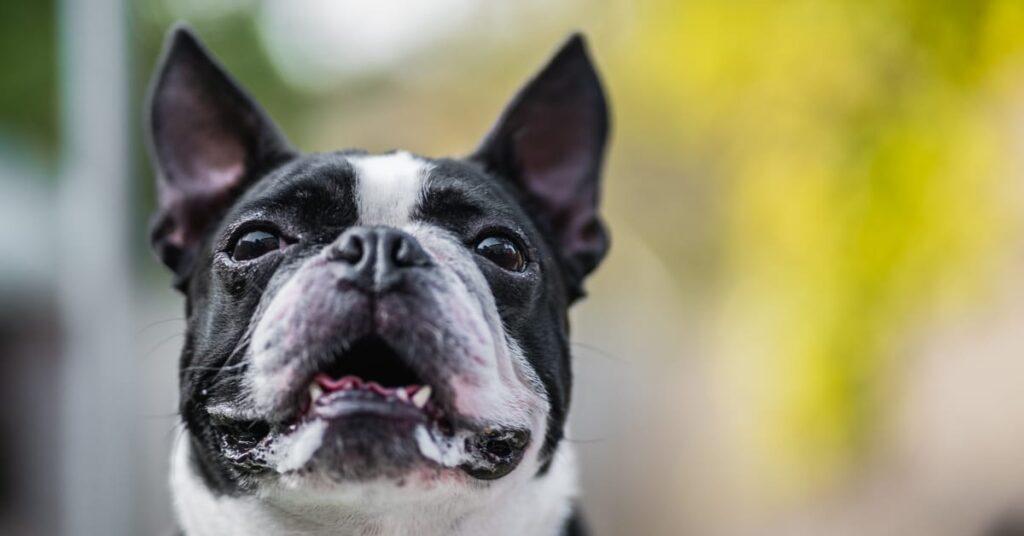 Excessive Drooling in Dogs