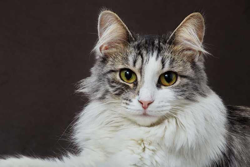 Cat Psoriasis