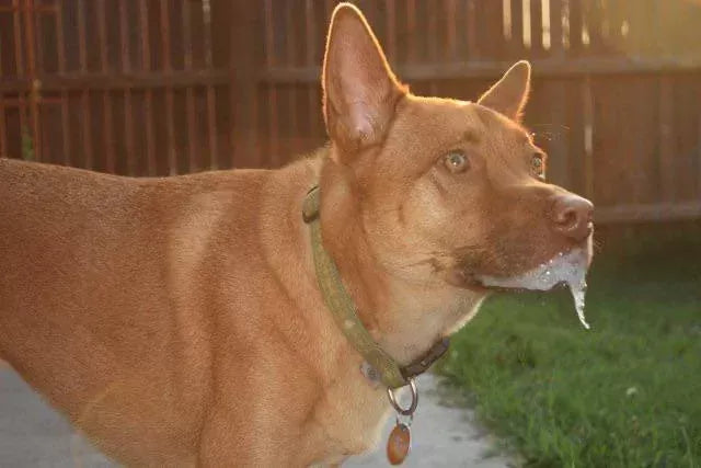Why is My Dog Foaming at the Mouth
