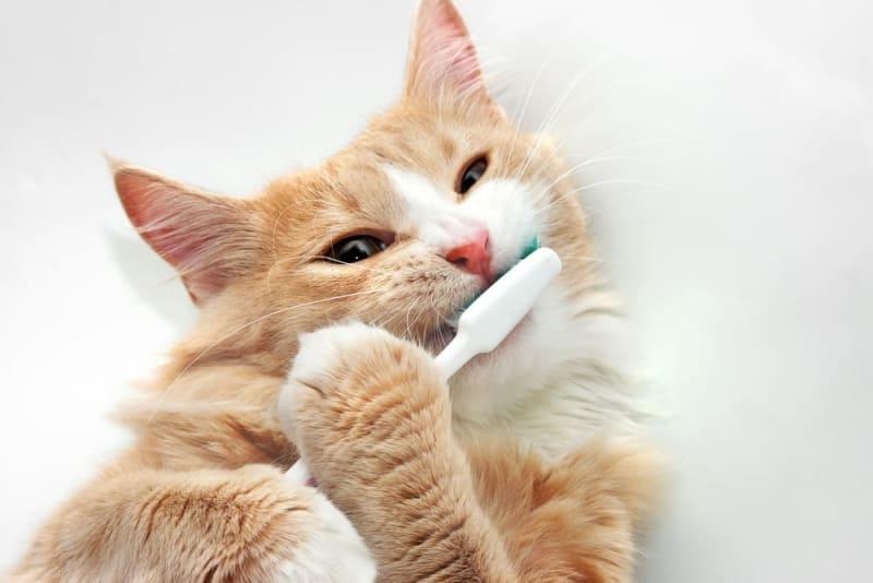 How to Clean Cats' Teeth