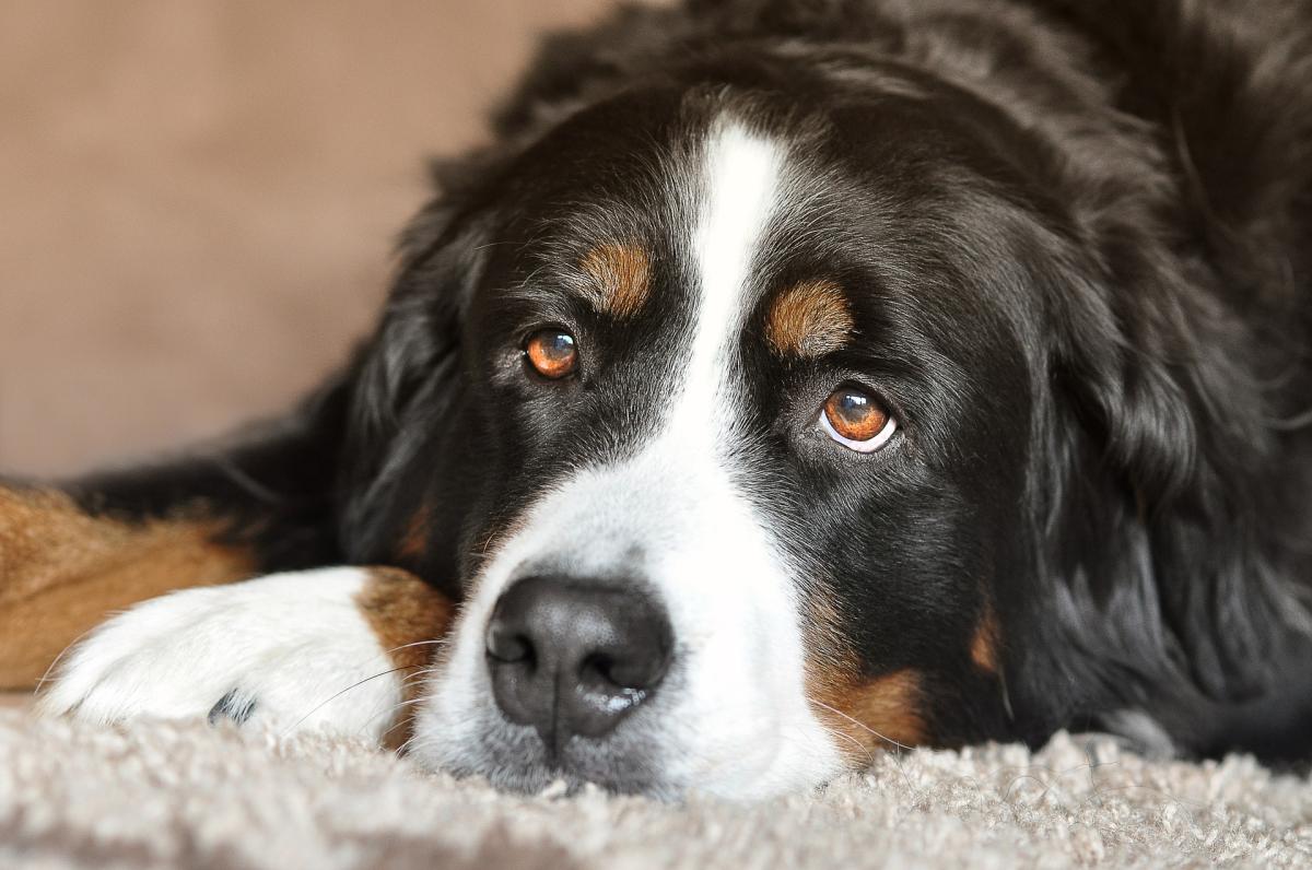 Does A Dog Have An Appendix