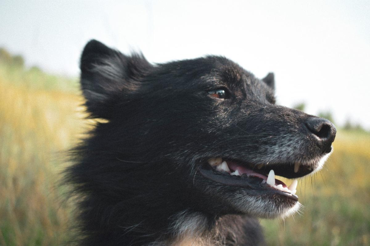 My Dog Has Bad Gas What Can I Give Him