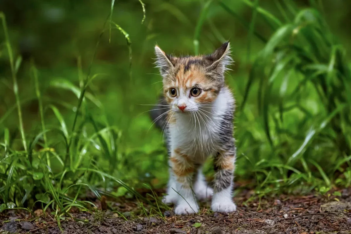 I Spotted A Wild Kitty