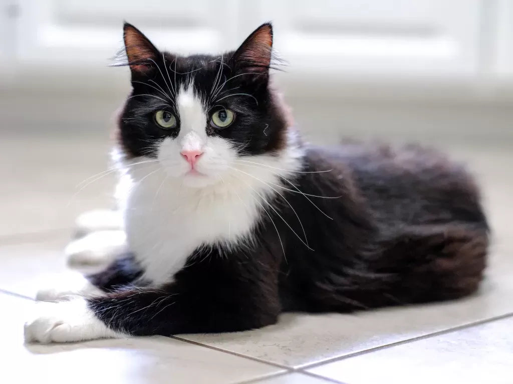 Tuxedo Cat Personality​