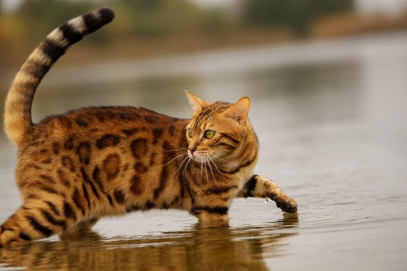 Do Bengal Cat Like Water​