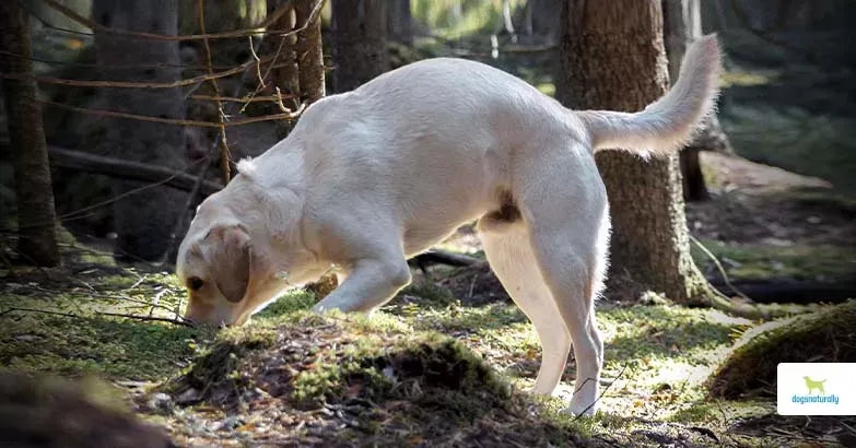 Why Do Dogs Eat Dirt