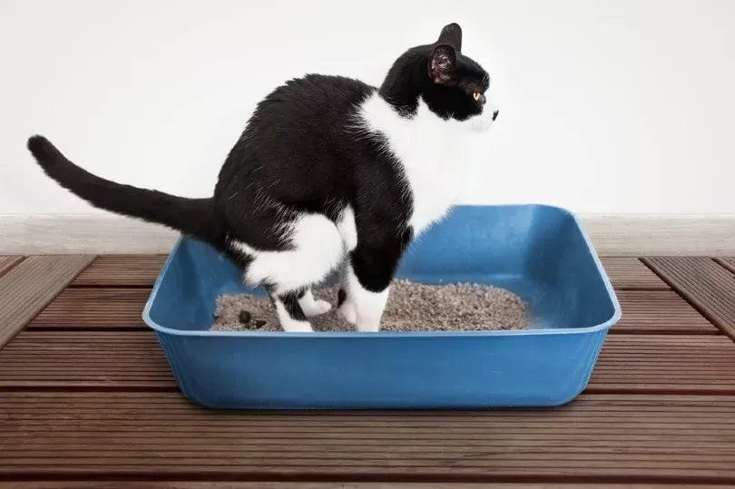 How To Make A Cat Poop When Constipated