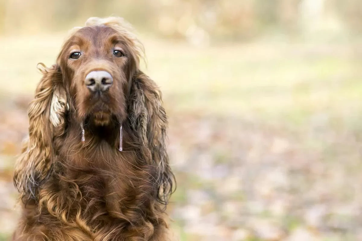 Dog Saliva: What You Should Know