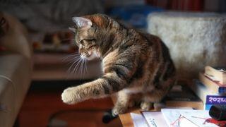 Why Do Cats Knock Things Over