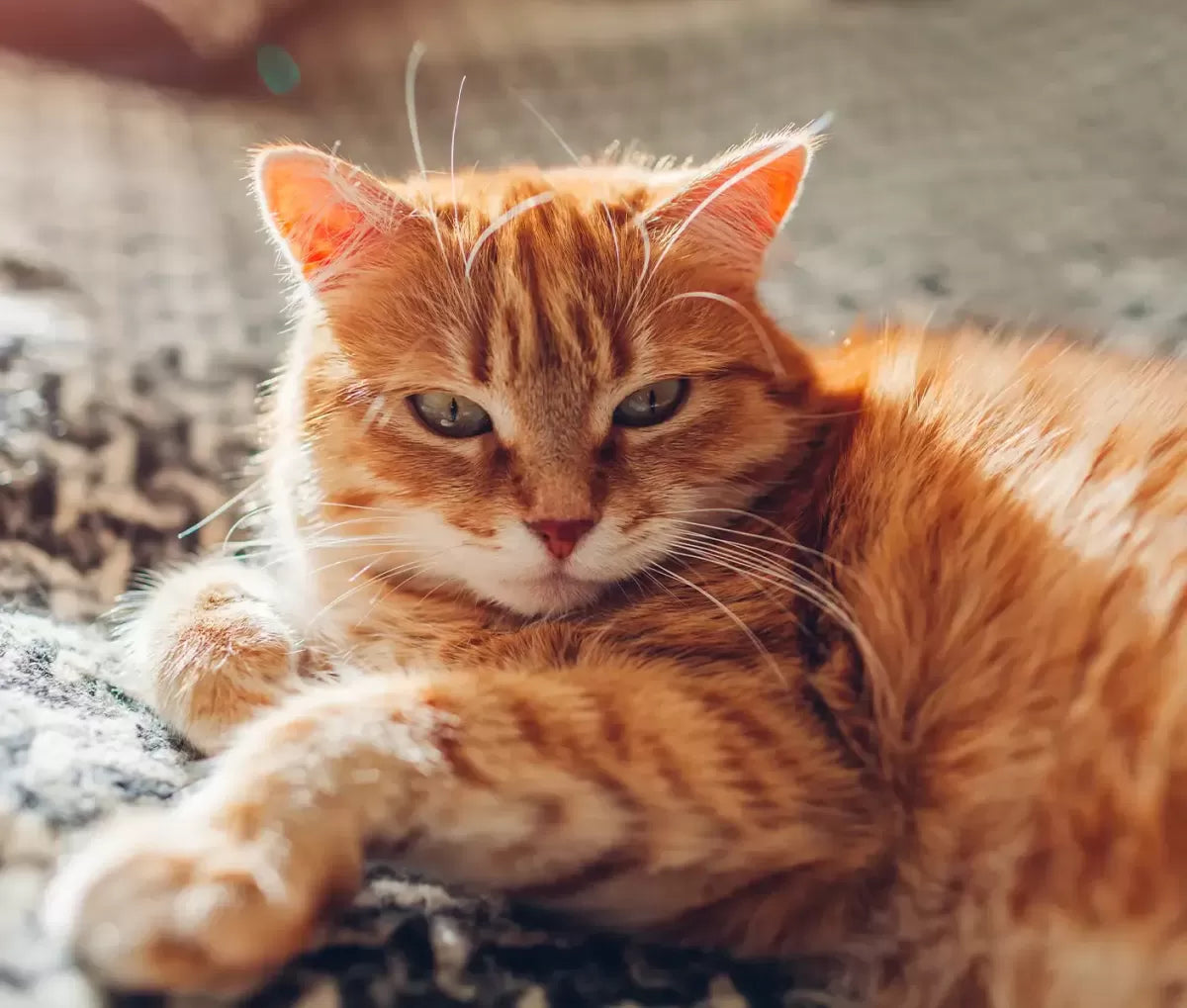 Calicivirus in Cats