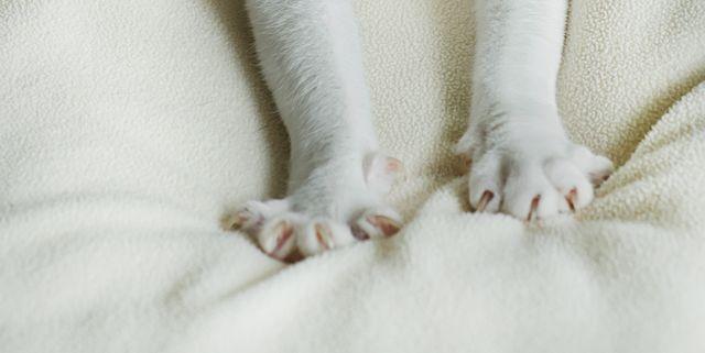 Why Doesn't My Cat Make Biscuits