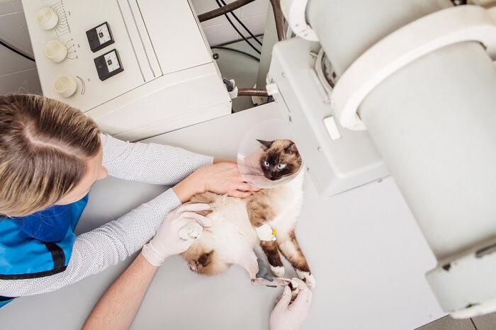 How Long Do Cat Scans Take (Cat Health Test）