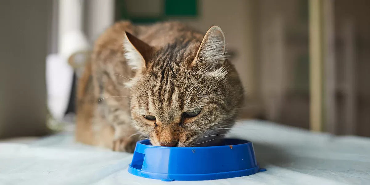 Moistened Dry Food for Cats: A Helpful Choice or a Risky One